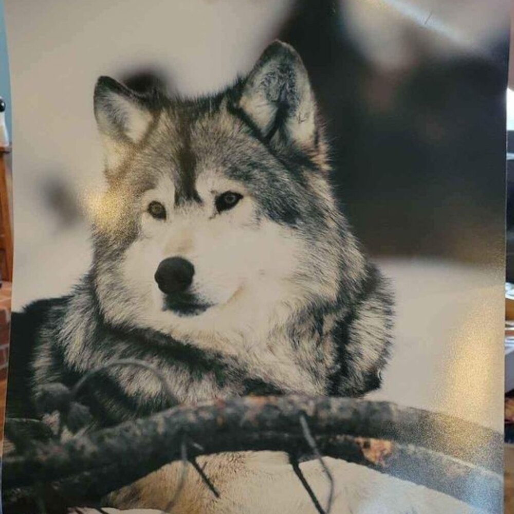 16x12" Wolf Picture
